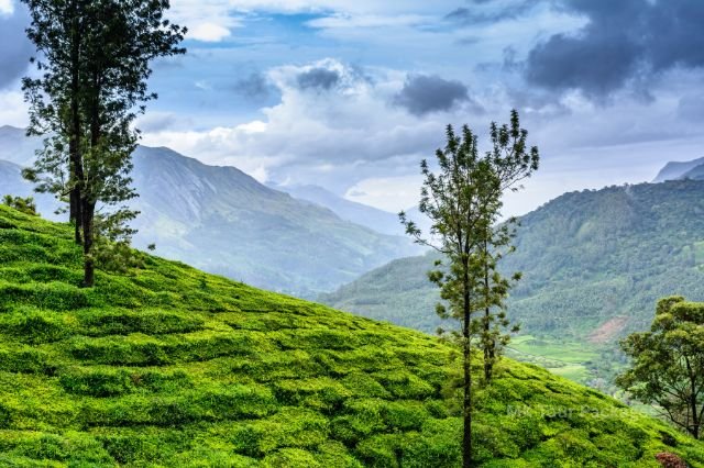 wayanad tour packages